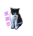 療癒猫（個別スタンプ：16）