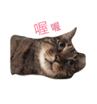 Emma with cute cat＆dog（個別スタンプ：1）