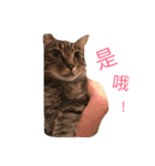 Emma with cute cat＆dog（個別スタンプ：6）