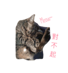 Emma with cute cat＆dog（個別スタンプ：9）