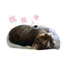Emma with cute cat＆dog（個別スタンプ：10）