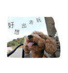 Emma with cute cat＆dog（個別スタンプ：12）