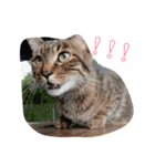 Emma with cute cat＆dog（個別スタンプ：16）