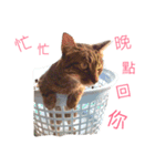 Emma with cute cat＆dog（個別スタンプ：21）