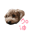 Emma with cute cat＆dog（個別スタンプ：23）