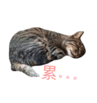 Emma with cute cat＆dog（個別スタンプ：24）
