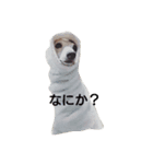 ドギーとルー。（個別スタンプ：4）