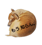 ドギーとルー。（個別スタンプ：14）