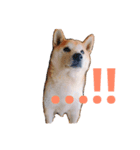 柴犬にゃんた（個別スタンプ：1）