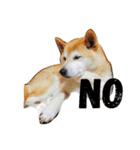 柴犬にゃんた（個別スタンプ：4）
