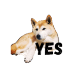 柴犬にゃんた（個別スタンプ：5）