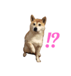 柴犬にゃんた（個別スタンプ：6）