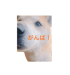 柴犬にゃんた（個別スタンプ：8）