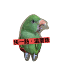 Pet Pet Pets（個別スタンプ：1）