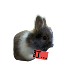 Pet Pet Pets（個別スタンプ：3）