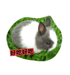 Pet Pet Pets（個別スタンプ：5）