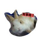 Pet Pet Pets（個別スタンプ：8）