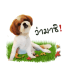 Fuji Lovely Dog（個別スタンプ：4）