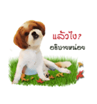 Fuji Lovely Dog（個別スタンプ：5）
