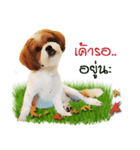 Fuji Lovely Dog（個別スタンプ：6）
