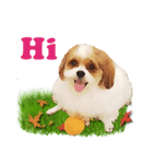 Fuji Lovely Dog（個別スタンプ：8）