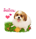 Fuji Lovely Dog（個別スタンプ：9）