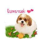 Fuji Lovely Dog（個別スタンプ：12）