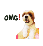 Fuji Lovely Dog（個別スタンプ：16）