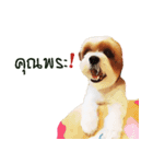 Fuji Lovely Dog（個別スタンプ：17）