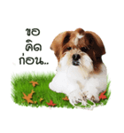 Fuji Lovely Dog（個別スタンプ：22）
