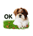 Fuji Lovely Dog（個別スタンプ：25）