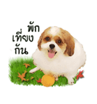 Fuji Lovely Dog（個別スタンプ：26）