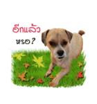 Fuji Lovely Dog（個別スタンプ：34）