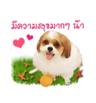 Fuji Lovely Dog（個別スタンプ：37）