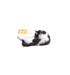 fluffy cat talking in sleep（個別スタンプ：1）