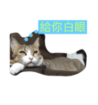 Smelly cat money expression package（個別スタンプ：1）