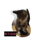 Smelly cat money expression package（個別スタンプ：3）