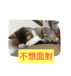 Smelly cat money expression package（個別スタンプ：6）