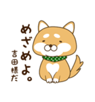 吉田さんが使う☆柴犬（個別スタンプ：1）