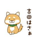 吉田さんが使う☆柴犬（個別スタンプ：9）