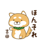 吉田さんが使う☆柴犬（個別スタンプ：21）