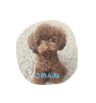 toypoodle azuki（個別スタンプ：8）