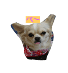 I draw the day-to-day of Chihuahua（個別スタンプ：2）