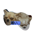 I draw the day-to-day of Chihuahua（個別スタンプ：4）