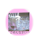 コロのスタンプ*（個別スタンプ：3）