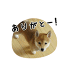 柴犬こむぎ【仔犬版】（個別スタンプ：5）