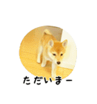 柴犬こむぎ【仔犬版】（個別スタンプ：9）