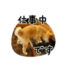 柴犬こむぎ【仔犬版】（個別スタンプ：11）