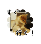 柴犬こむぎ【仔犬版】（個別スタンプ：12）