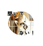 柴犬こむぎ【仔犬版】（個別スタンプ：13）